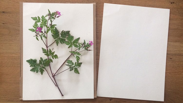 Herbarium Anlegen Tipps Vorlagen Betzold Blog