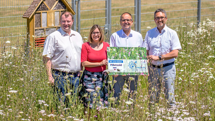 Wildblumenwiese beim Betzold-Gelände