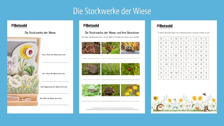 Arbeitsblätter: Stockwerke der Wiese