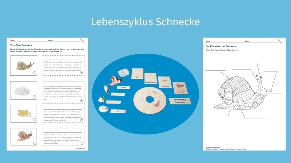 Lebenszyklus: Schnecke