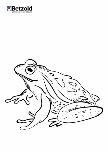 Ausmalbilder: Frosch und Ente