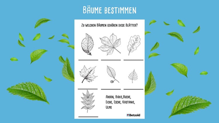 Material zum Bestimmen von Laubbäumen