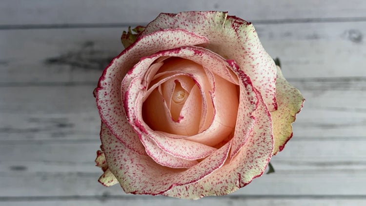 Blumen färben