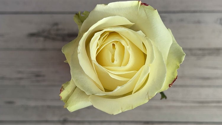 Blumen färben