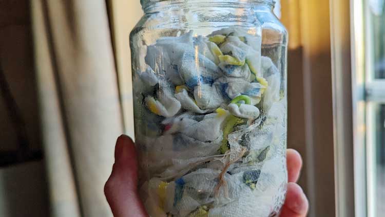 Bohnen können in einem Glas zum Keimen gebracht werden.