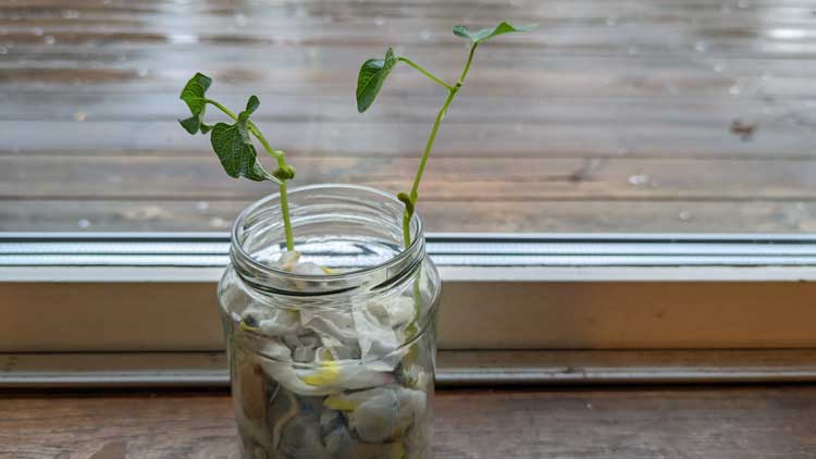 Nach circa 2 Wochen ist aus der getrockneten Bohne eine kleine Pflanze geworden, nur mit einem Glas, Küchenpapier, Wasser und Licht.