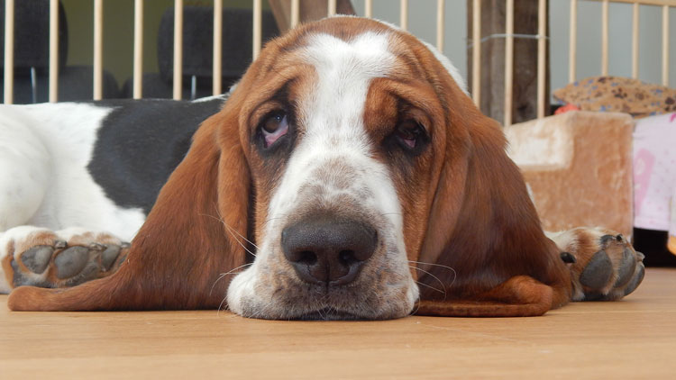 Hund liegt auf Boden