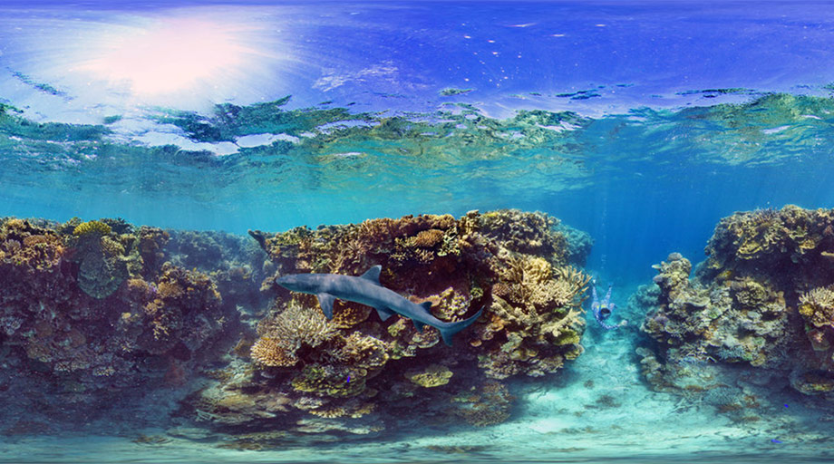ClassVR Xplorer 360-Bild Shark