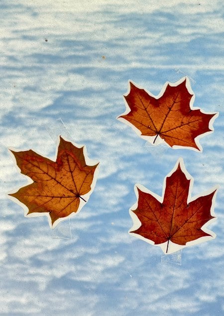 Laminiertes Herbstlaub als Fensterdekoration