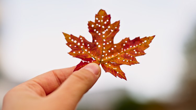Geprickeltes Herbstlaub
