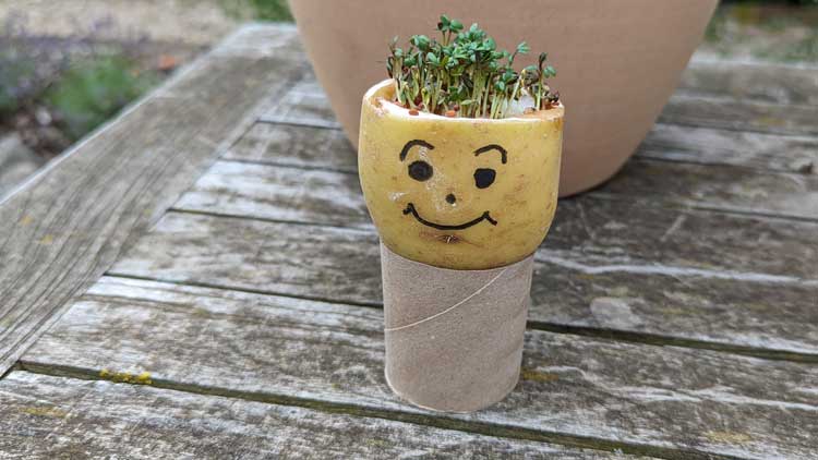 Mit einer Kartoffel, Watte und Kressesamen lässt sich ganz leicht ein Kartoffel-Kressekopf basteln.