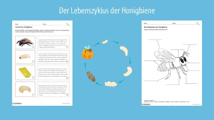 Lebenszyklus Honigbiene
