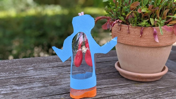 Lungenmodell aus einer Plastikflasche und Luftballons gebastelt.