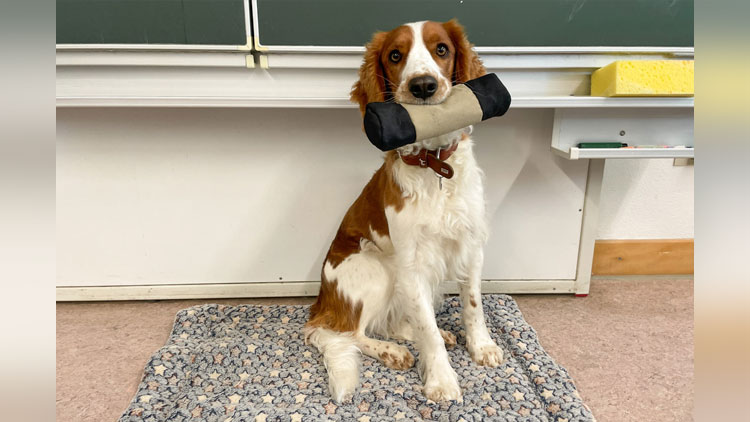 Schulhund mit Futterbeutel