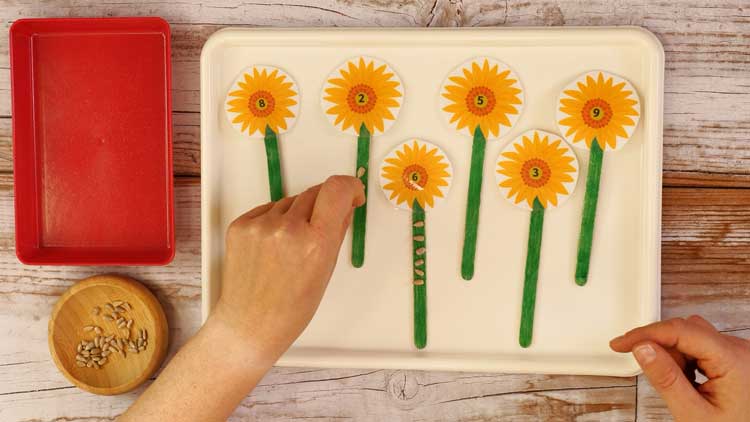 Sonnenblumen und Sonnenblumenkerne als Zählübung für das Aktionstablett im Herbst.