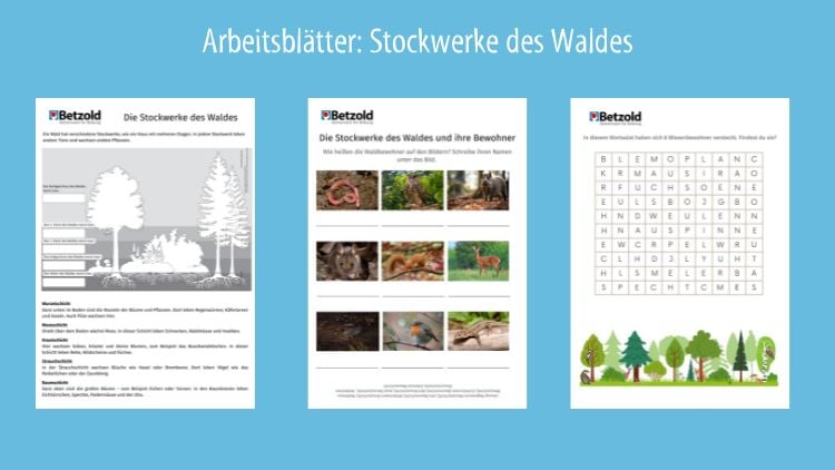 Stockwerke des Waldes