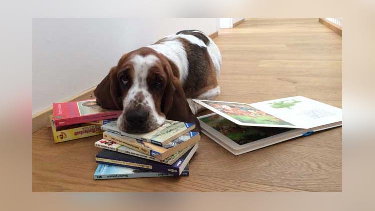 Hund liegt neben Büchern