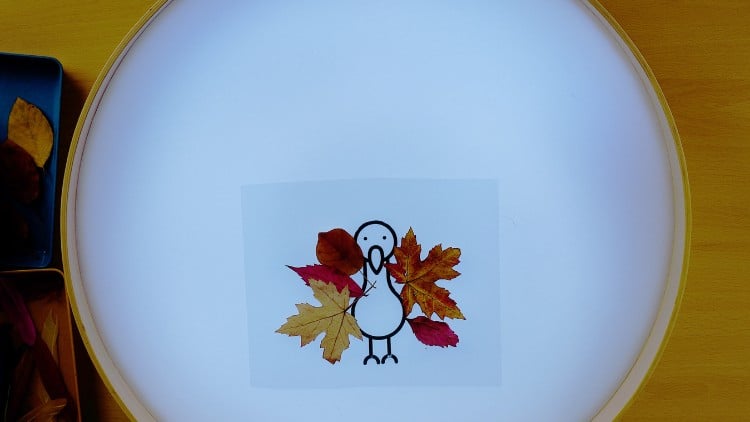 Mit Laub und der Pfauen-Vorlage aus dem Betzold Blog entstehen herbstliche Vögel auf dem Leuchttisch.