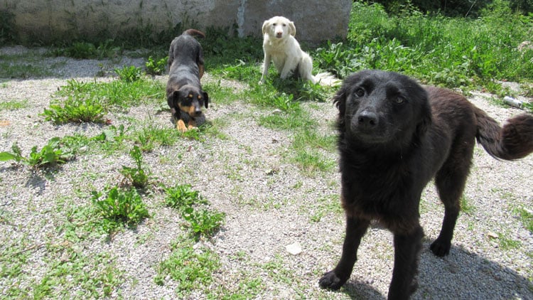 Hunde vor dem Schulgelände