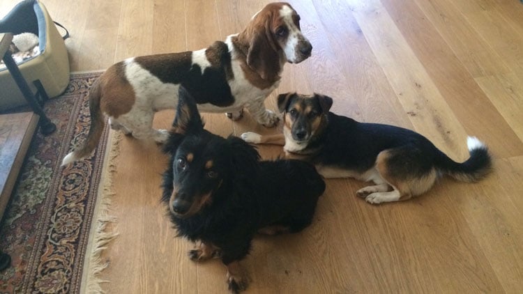 Pflegehunde