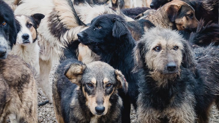 Hunde im Shelter
