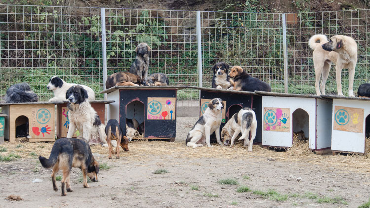 Hunde im Shelter