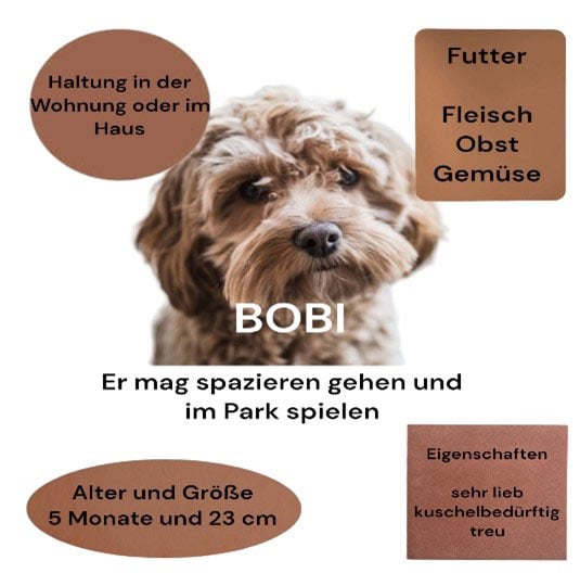 Plakat zum Thema Haustiere