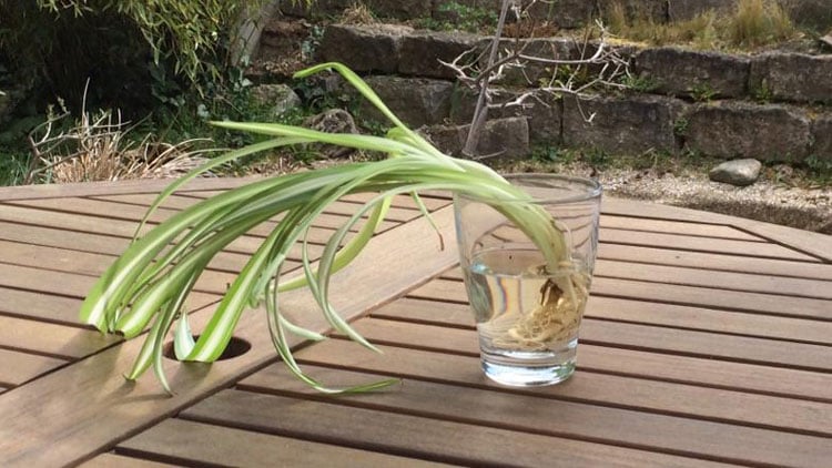 Ableger einer Grünlilie im Wasserglas