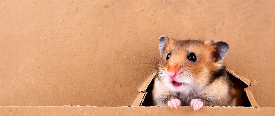 Hamstertage 2025