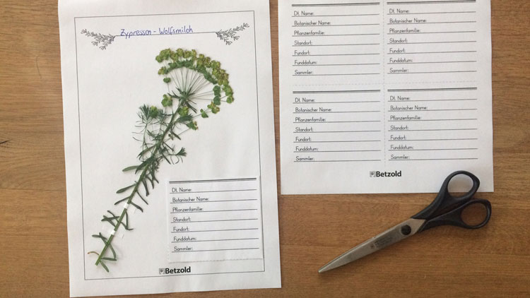 Herbarium Anlegen Tipps Vorlagen Betzold Blog