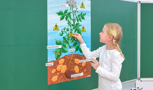 Mädchen beschriftet Plakat zur Kartoffelpflanze